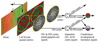 The Importance of Spatial Visual Scene Parameters in Predicting Optimal Cone Sensitivities in Routinely Trichromatic Frugivorous Old-World Primates